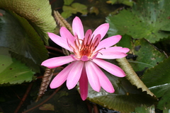 Nymphaea rubra